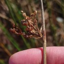 Juncus effusus L.Juncus effusus L.