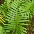 Polypodium cambricum  L.Polypodium cambricum  L.