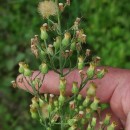 Erigeron sumatrensis Retz.Erigeron sumatrensis Retz.