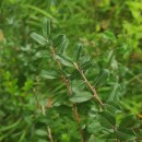 Salix repens L. subsp. repensSalix repens L. subsp. repens