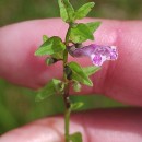Scutellaria minor Huds.Scutellaria minor Huds.