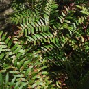 Osmunda regalis L.Osmunda regalis L.