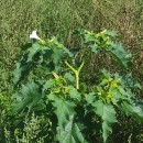 Datura stramonium L.Datura stramonium L.