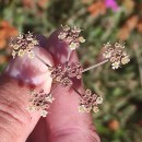 Peucedanum lancifolium LangePeucedanum lancifolium Lange