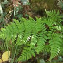 Dryopteris guanchica Gibby & JermyDryopteris guanchica Gibby & Jermy