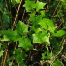 Delairea odorata Lem.Delairea odorata Lem.