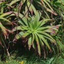 Aloe arborescens Mill.Aloe arborescens Mill.