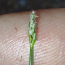 Eleocharis acicularis (L.) Roem. & Schult.Eleocharis acicularis (L.) Roem. & Schult.