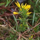 Ulex gallii Planch. subsp. galliiUlex gallii Planch. subsp. gallii