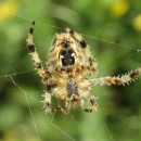 Araneus sp. Clerck, 1757Araneus sp. Clerck, 1757