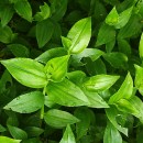 Tradescantia fluminensis VellosoTradescantia fluminensis Velloso