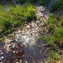 Potamogeton natans L.Potamogeton natans L.