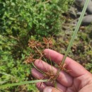 Cyperus longus L.Cyperus longus L.