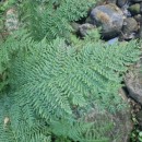 Athyrium filix-femina (L.) RothAthyrium filix-femina (L.) Roth