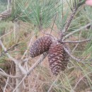 Pinus pinaster AitonPinus pinaster Aiton