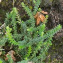 Erica ciliaris L.Erica ciliaris L.