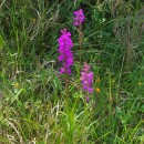 Dactylorhiza elata (Poir.) SoóDactylorhiza elata (Poir.) Soó