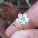 Sagina merinoi Pau ex MerinoSagina merinoi Pau ex Merino