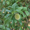 Prunus persica (L.) BatschPrunus persica (L.) Batsch