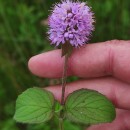 Mentha aquatica L.Mentha aquatica L.