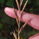 Brachypodium pinnatum (L.) Beauv.Brachypodium pinnatum (L.) Beauv.