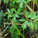 Silphiodaucus prutenicus (L.) Spalik, Wojew., Banasiak, Piwczyñski & Reduron subsp. dufourianus (Rouy & E.G.Camus) ReduronSilphiodaucus prutenicus (L.) Spalik, Wojew., Banasiak, Piwczyñski & Reduron subsp. dufourianus (Rouy & E.G.Camus) Reduron