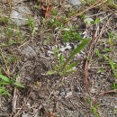Leontodon saxatilis Lam.Leontodon saxatilis Lam.