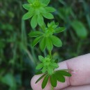 Galium mollugo L.Galium mollugo L.