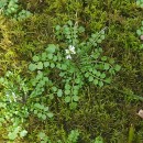 Cardamine hirsuta L.Cardamine hirsuta L.