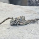 Podarcis muralis (Laurenti, 1768)Podarcis muralis (Laurenti, 1768)