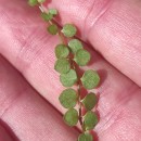 Lysimachia tenella L.Lysimachia tenella L.