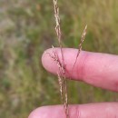 Agrostis canina L.Agrostis canina L.