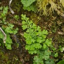 Anogramma leptophylla (L.) LinkAnogramma leptophylla (L.) Link