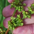 Rumex obtusifolius L.Rumex obtusifolius L.