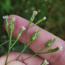 Symphyotrichum squamatum (Spreng.) G.L.NesomSymphyotrichum squamatum (Spreng.) G.L.Nesom