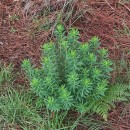 Daphne gnidium L.Daphne gnidium L.