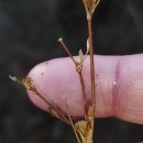 Juncus bulbosus L.Juncus bulbosus L.