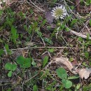 Trifolium repens L.Trifolium repens L.