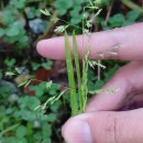 Poa annua L.Poa annua L.