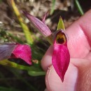 Serapias lingua L.Serapias lingua L.