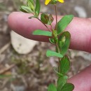 Hypericum humifusum L.Hypericum humifusum L.