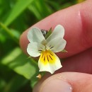 Viola arvensis MurrayViola arvensis Murray
