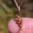 Carex binervis Sm.Carex binervis Sm.