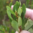 Myrica gale L.Myrica gale L.