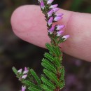 Calluna vulgaris (L.) HullCalluna vulgaris (L.) Hull