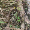 Trifolium dubium Sibth.Trifolium dubium Sibth.