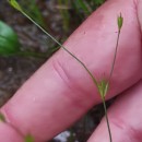 Juncus bufonius L.Juncus bufonius L.