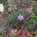 Romulea bulbocodium (L.) Sebast. & MauriRomulea bulbocodium (L.) Sebast. & Mauri