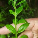 Buxus sempervirens L.Buxus sempervirens L.