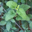 Teucrium scorodonia L.Teucrium scorodonia L.